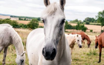 Acte de cruauté sur les équidés