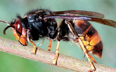 Frelon asiatique – Une nécessité d&rsquo;agir
