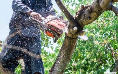Arrêté Elagage Leger
