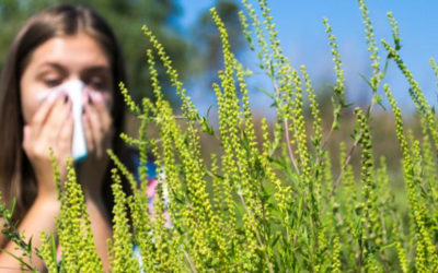 Ambroisie – Attention allergies