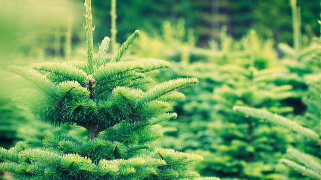 Commande de sapins – Association des amis de l’école d’Acquigny
