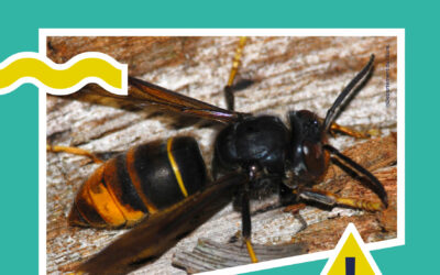 Fin des subventions frelons asiatiques